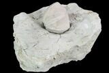 Blastoid (Pentremites) Fossil - Illinois #102267-1